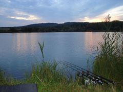 carp